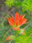 Washington State-Central Cascades-Magenta Paintbrush Art Print